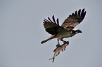 osprey