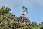 osprey