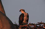 osprey