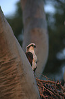 osprey