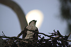 osprey