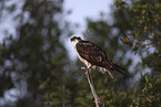 osprey