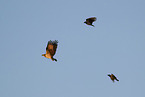 osprey