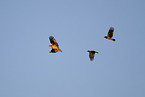 osprey