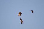 osprey