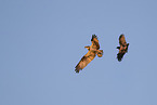 osprey