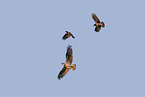 osprey