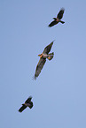 osprey