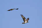 osprey