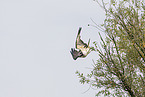 osprey