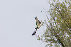 osprey