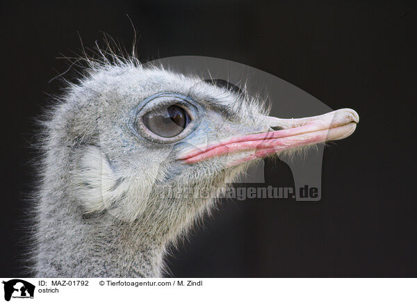 ostrich / MAZ-01792