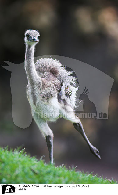 Strauenvogel / ostrich / MAZ-01794