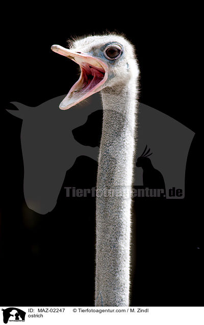 Strau / ostrich / MAZ-02247