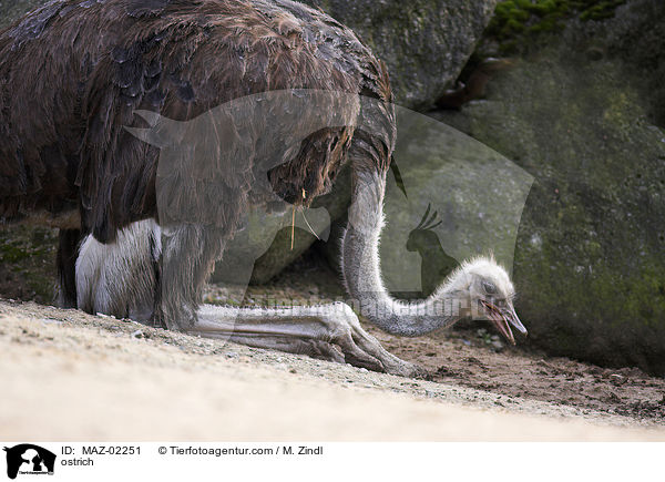 Strau / ostrich / MAZ-02251