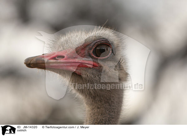 Strau / ostrich / JM-14320