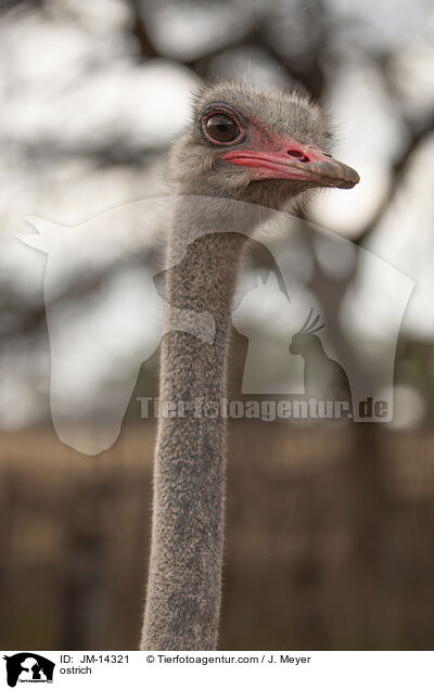 Strau / ostrich / JM-14321