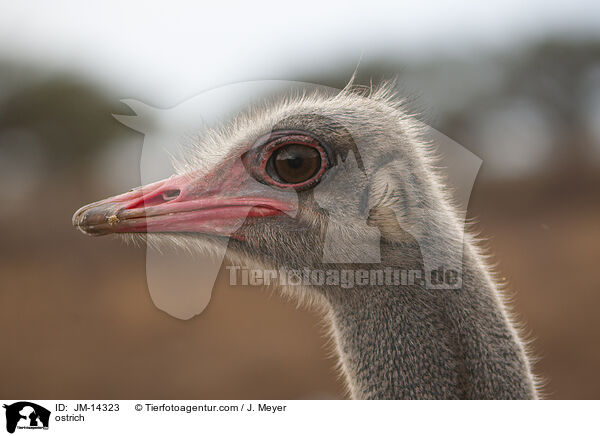 ostrich / JM-14323