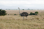 ostrich