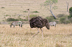 ostrich