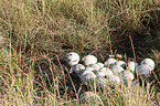 ostrich eggs