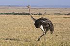 ostrich