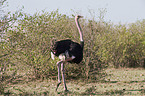 ostrich