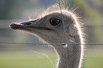 Ostrich portrait
