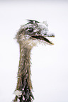 Ostrich portrait