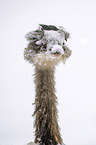 Ostrich portrait
