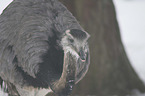 Ostrich portrait