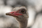 ostrich