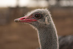 ostrich