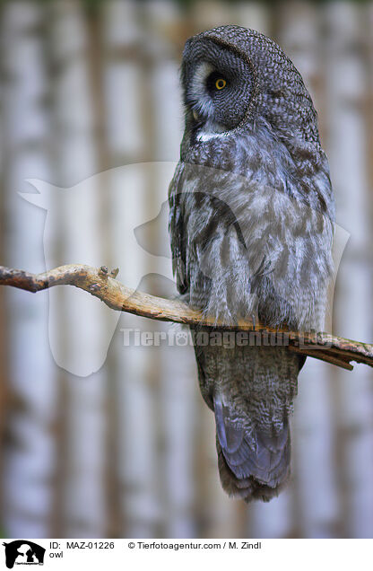 owl / MAZ-01226