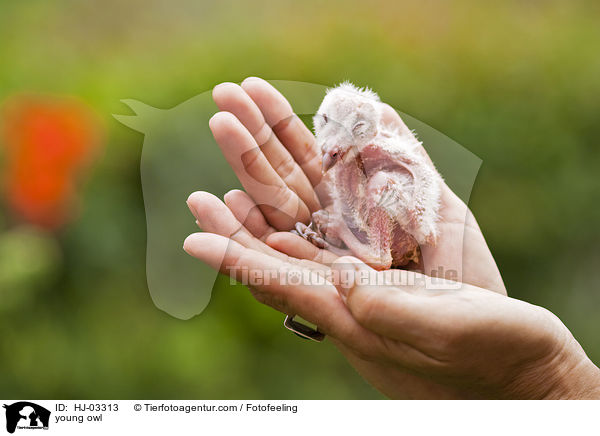 young owl / HJ-03313