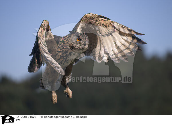 owl / JOH-01523