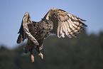 owl