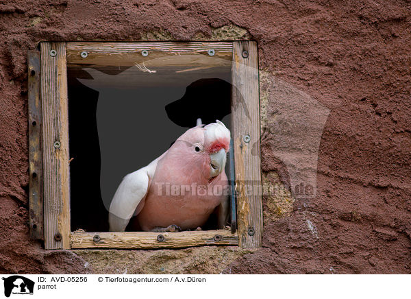 parrot / AVD-05256