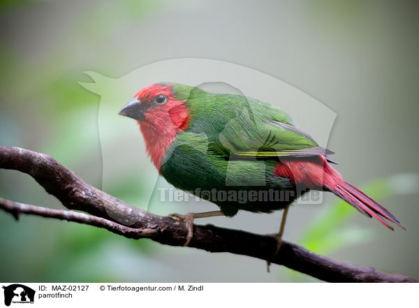 parrotfinch / MAZ-02127
