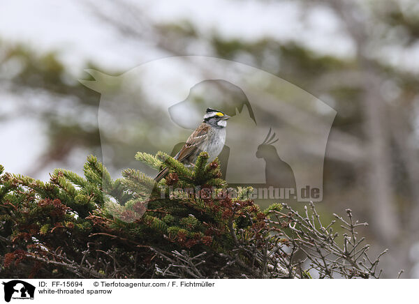 Weikehlammer / white-throated sparrow / FF-15694