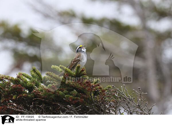 Weikehlammer / white-throated sparrow / FF-15695