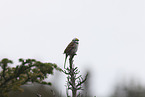 white-throated sparrow