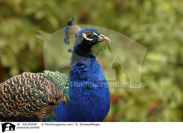 Pfau Portrait / peacock portrait / SS-00246
