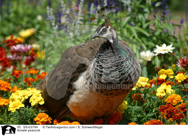 female peacock / SS-03794