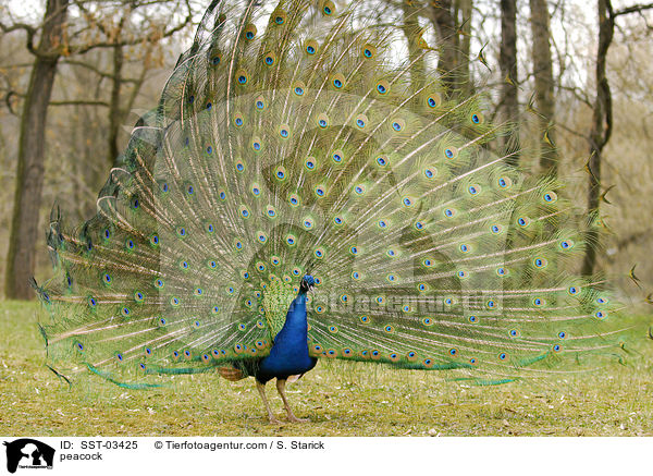 peacock / SST-03425