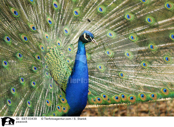 peacock / SST-03439