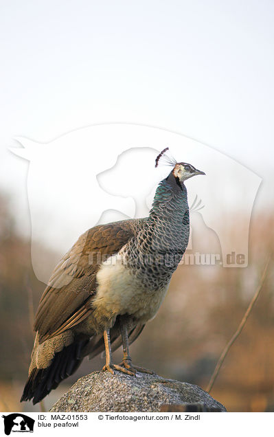 blue peafowl / MAZ-01553