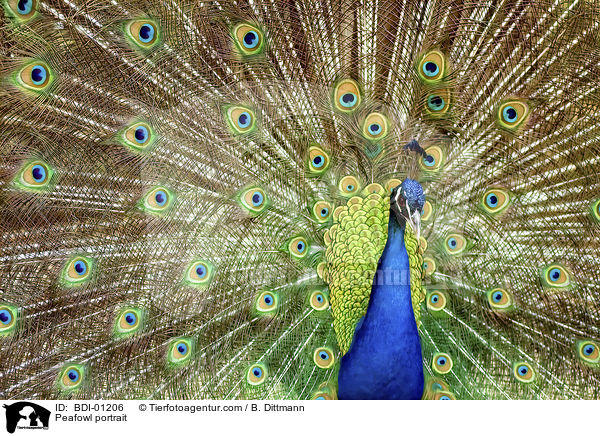 Pfau Portrait / Peafowl portrait / BDI-01206