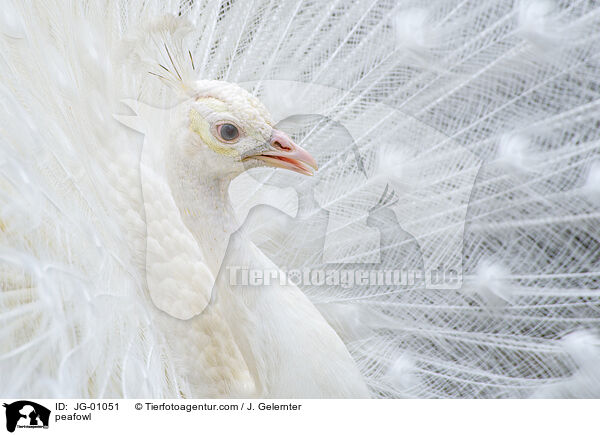 peafowl / JG-01051