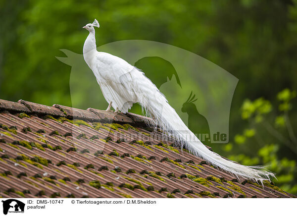 peafowl / DMS-10747